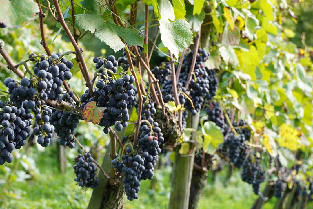 Rotwein / Blanc de Noir / Rotling / Rosé